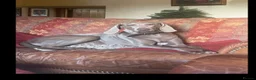 Weimaraner dogs for sale: KC Registered Weimaraner puppies for sale - Advert 6