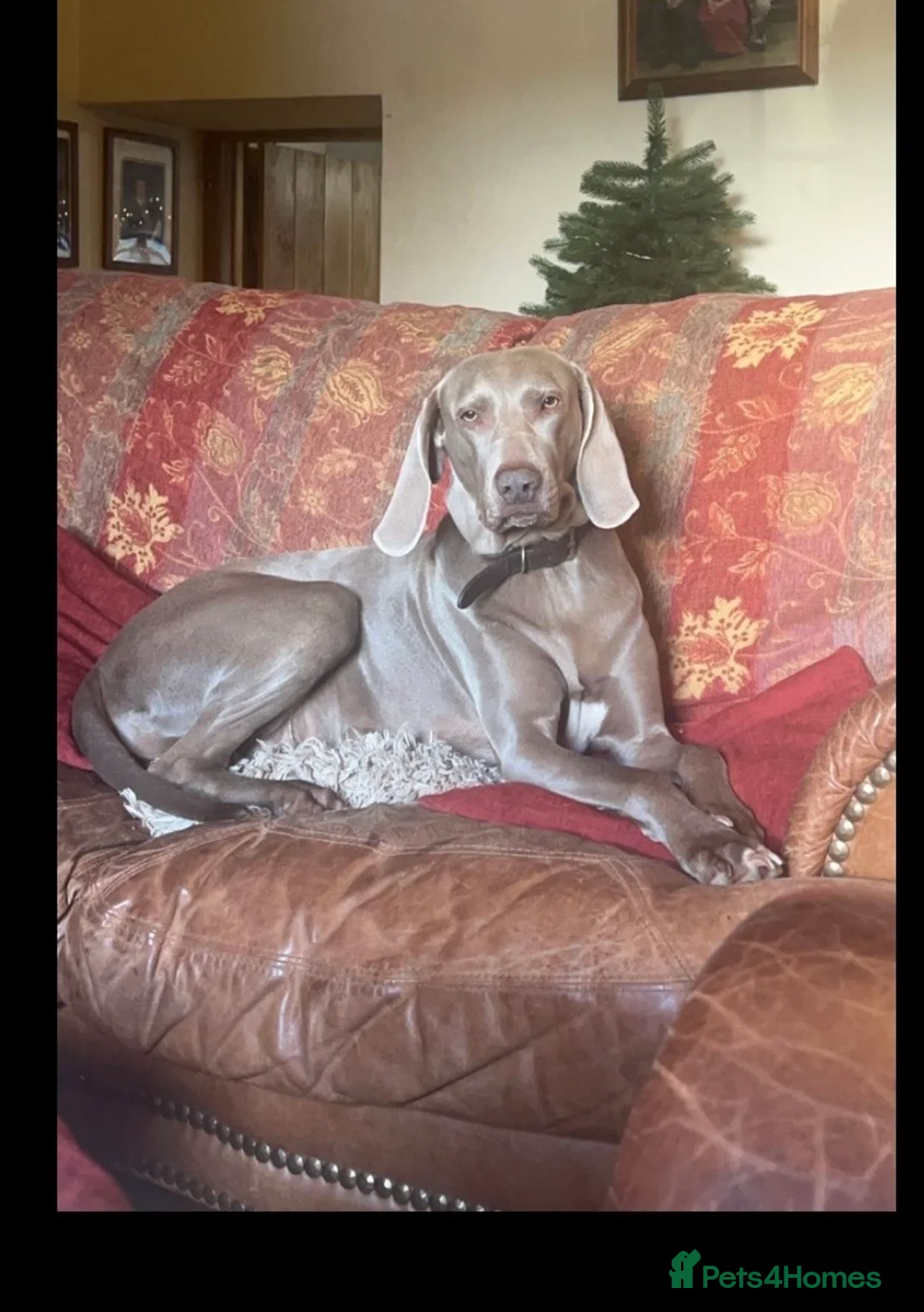 Weimaraner dogs for sale: KC Registered Weimaraner puppies for sale - Advert 6