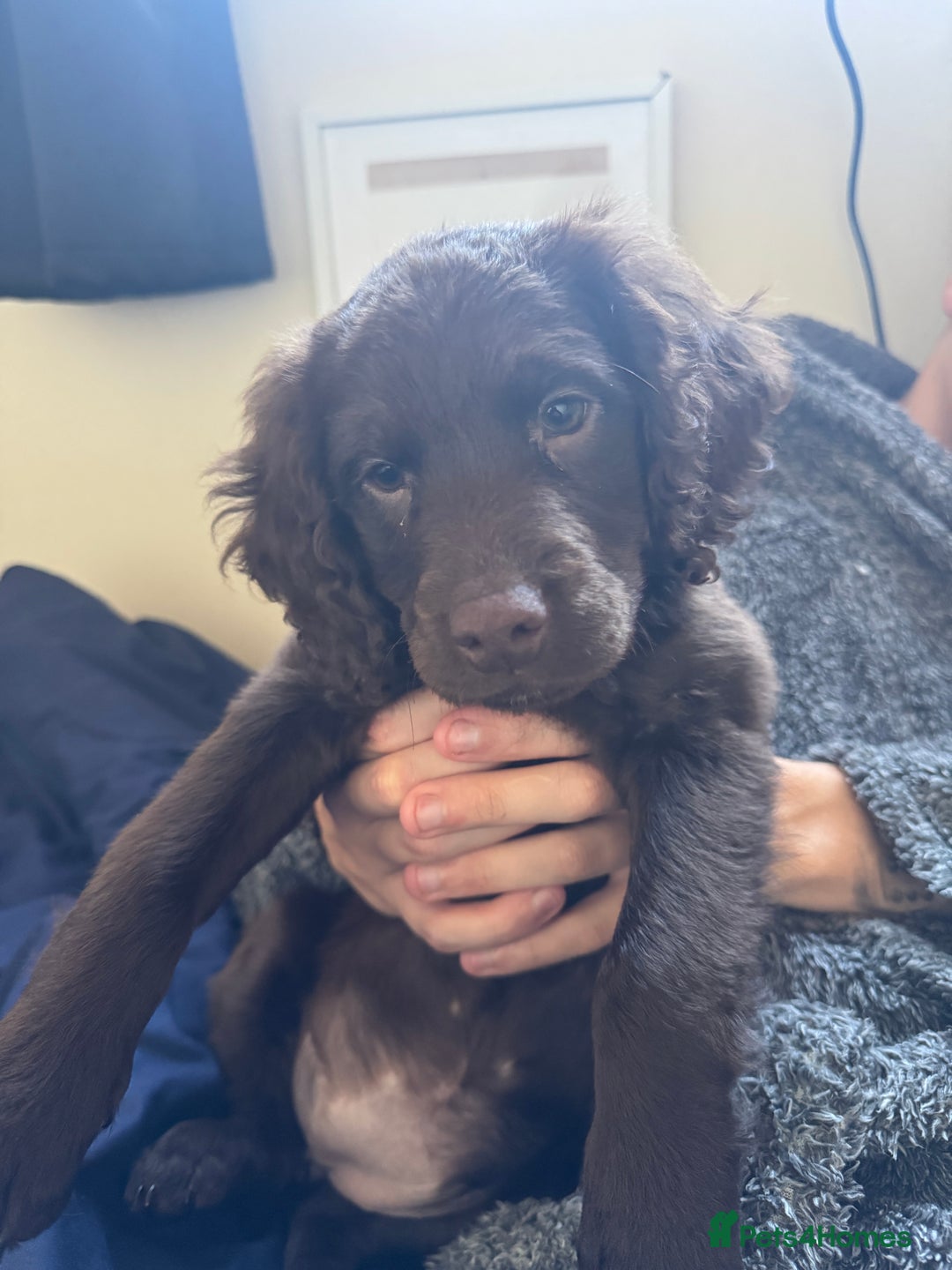 Mixed Breed dogs for sale: Rehome Sproodle 14 weeks please read - Advert 2