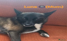 Pomsky dogs for sale: Pomsky F3b for sale - Image 7