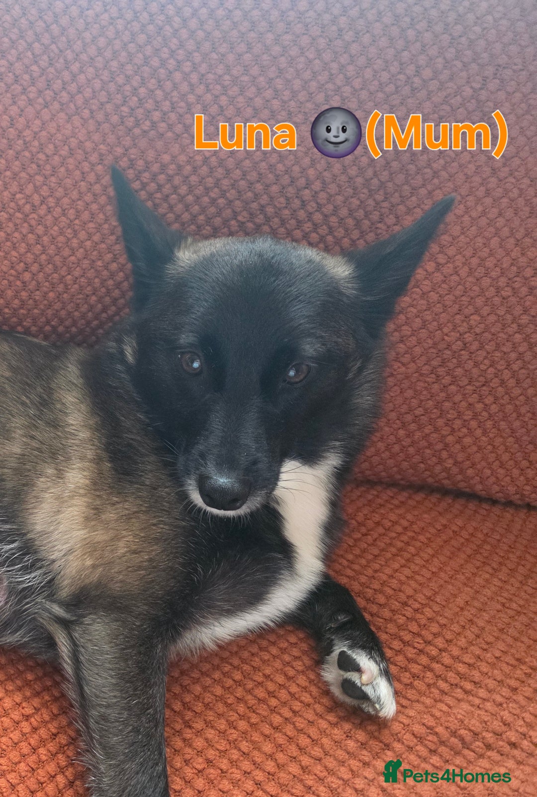 Pomsky dogs for sale: Pomsky F3b for sale - Image 7