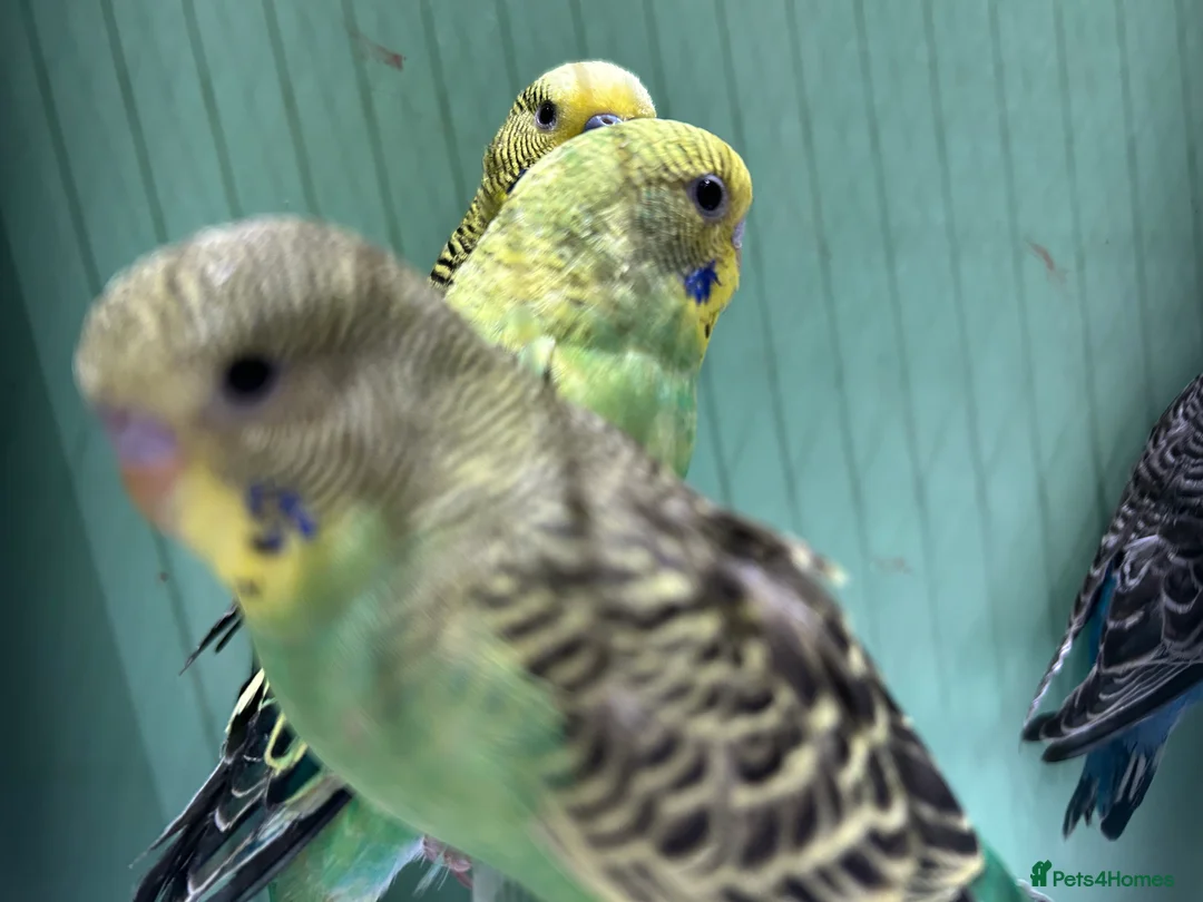 Budgerigars birds for sale: Budgies for Sale, all in good health  - Advert 14