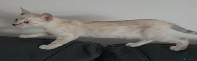 Bengal 3