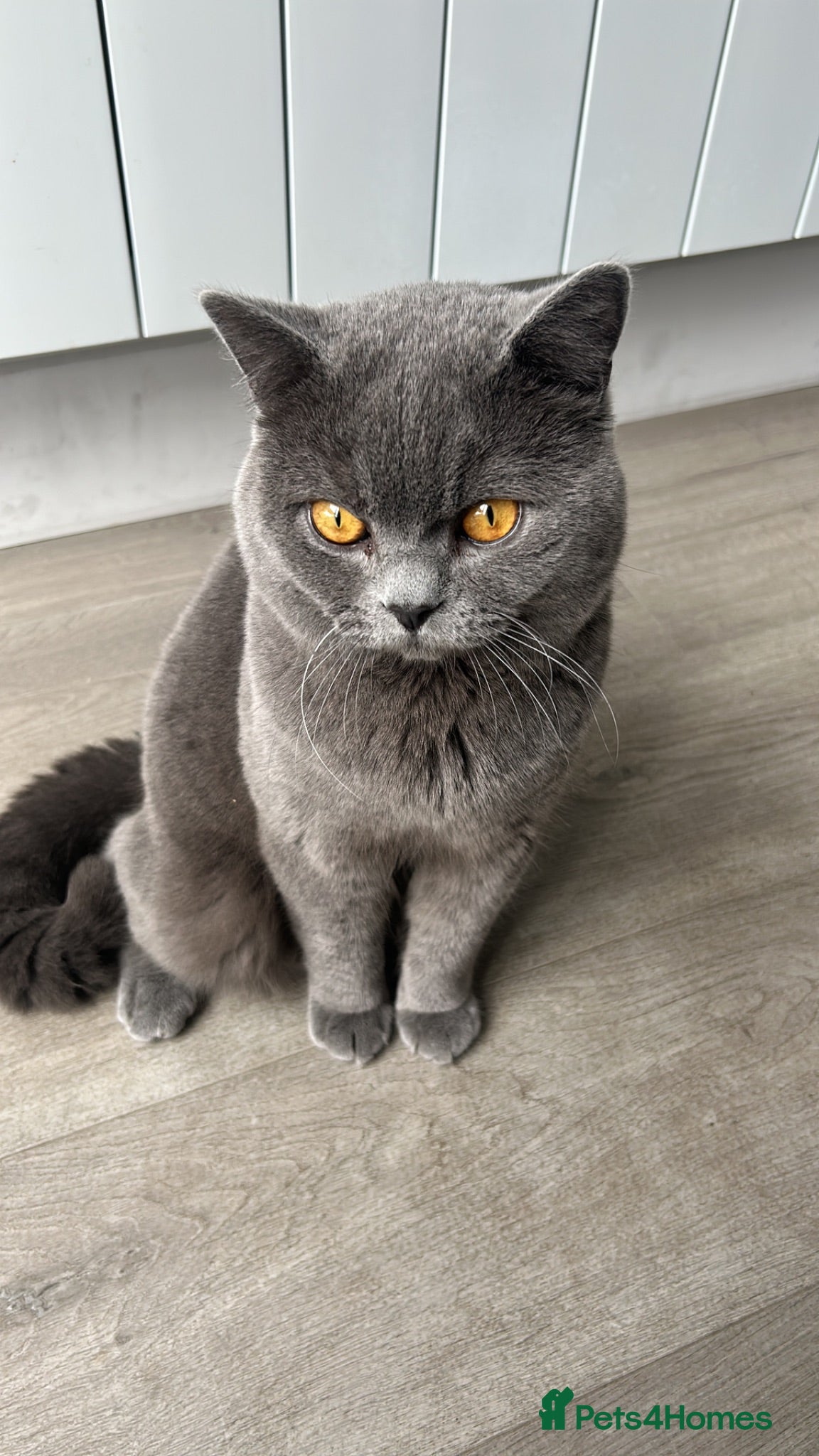 British Shorthair cats British shorthair STUD - Advert 2