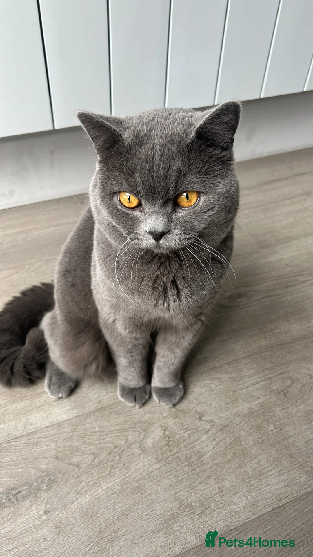 British Shorthair cats for stud: British shorthair STUD in Altrincham - Advert 1