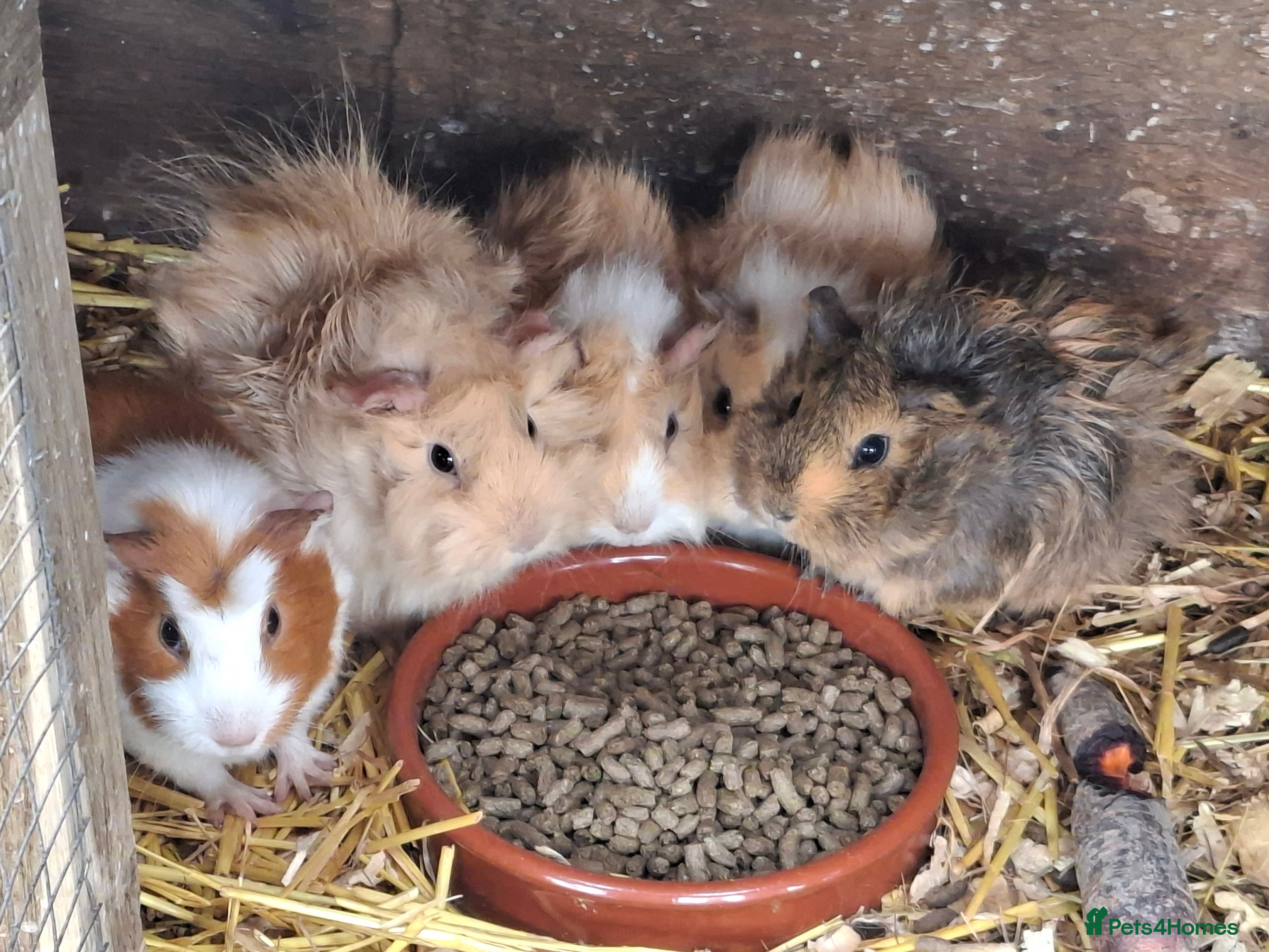 Guinea Pig rodents 4 bonded female Guinea pigs in Salisbury - Advert 2