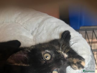 British Shorthair cats - Advert 8