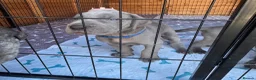Great Dane dogs for sale: Gorgeous blue KC Great Danes.Ready now! - Advert 15