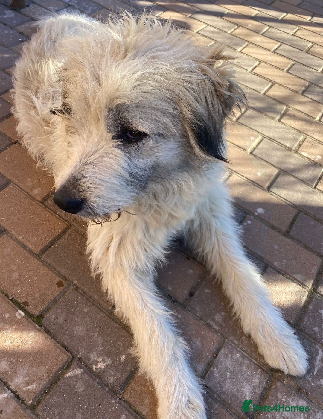 Mixed Breed dogs for adoption: Meet VICTOR - a superb big boy, for a Loving Home - Image 17