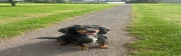 Cocker Spaniel dogs for sale: Gorgeous Schnocker puppies - Advert 17