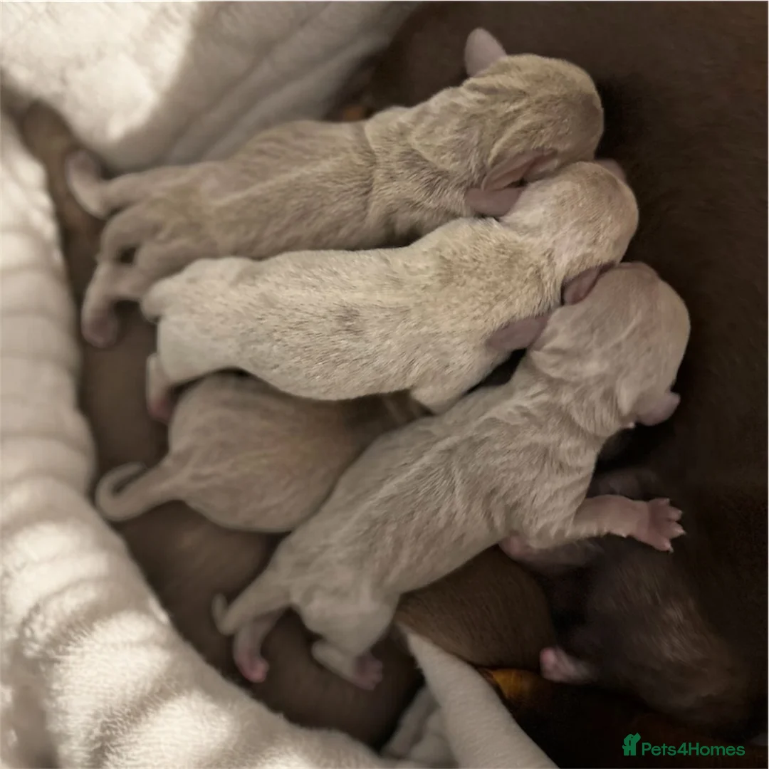 Miniature Dachshund dogs for sale: KC Miniature Isabella Dachshunds - Advert 2