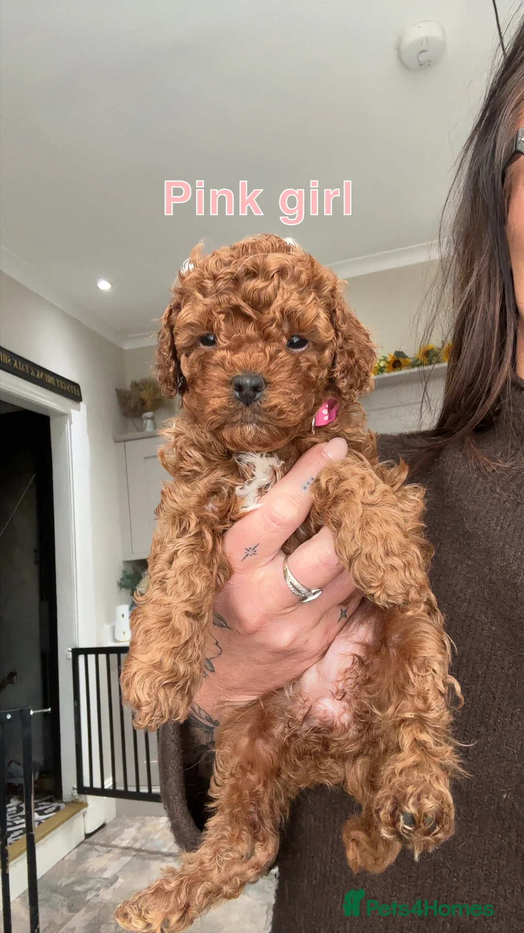 Cavapoo dogs for sale: 🐶Perfect Toy Cavapoos (Health Tested)🐶 - Advert 2