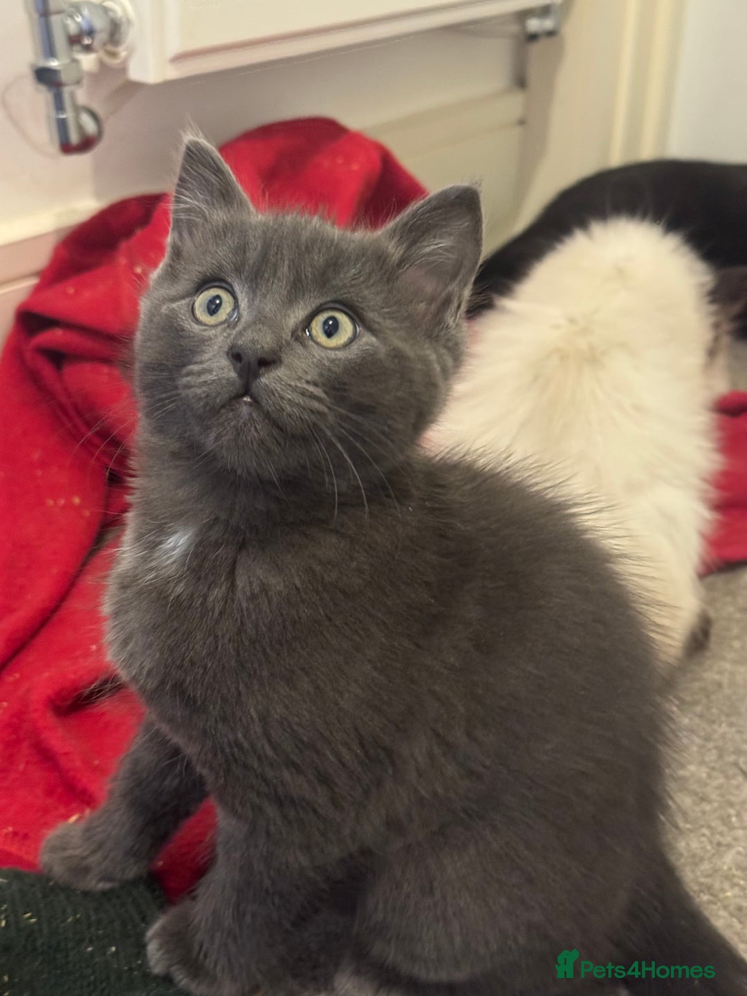 Ragdoll cats for sale: 9 weeks old!!! Gorgeous Ragdoll x kittens  - Advert 6