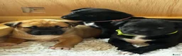Mixed Breed dogs for sale: Rhodesian Ridgeback X Canaan Dog Puppies  - Advert 1
