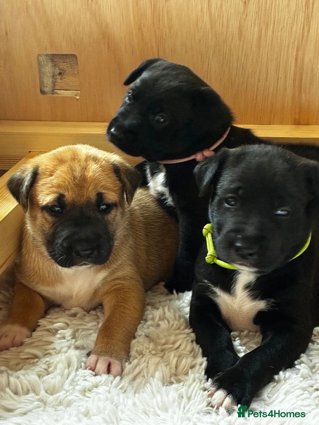 Mixed Breed dogs for sale: Rhodesian Ridgeback X Canaan Dog Puppies  - Advert 1
