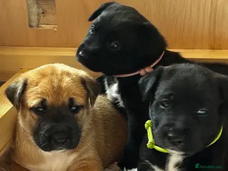 Mixed Breed dogs Rhodesian Ridgeback X Canaan Dog Puppies - Advert 5