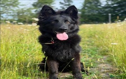 German Shepherd dogs for sale: German Shephard (Ky) for sale - Image 3