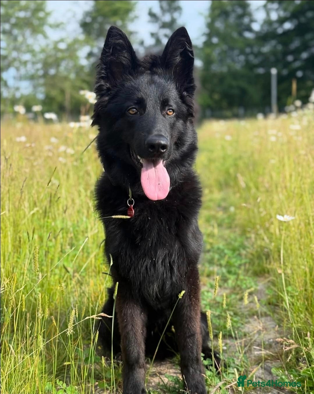 German Shepherd dogs for sale: German Shephard (Ky) for sale - Image 3