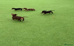 Miniature Dachshund dogs for sale: Beautiful dachshund puppies  - Advert 15