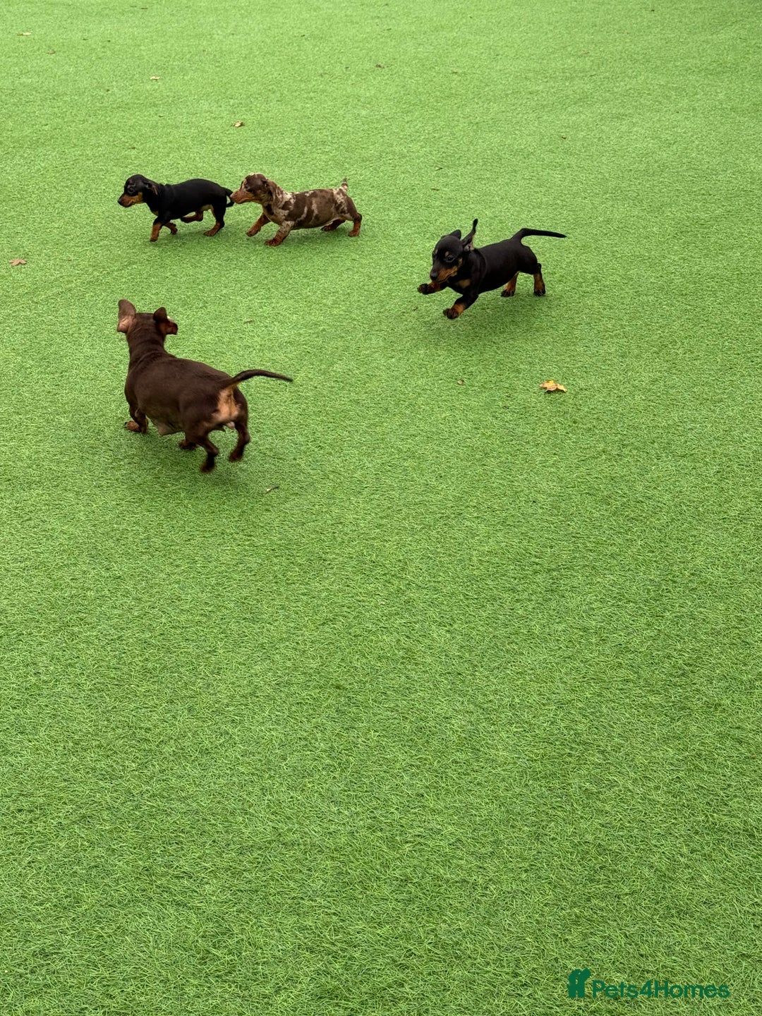 Miniature Dachshund dogs for sale: Beautiful dachshund puppies  - Advert 15