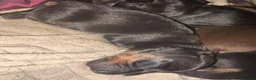 Dachshund dogs for sale: Sweet Dachshunds Ready to Share Their Love in Huddersfield - Advert 9