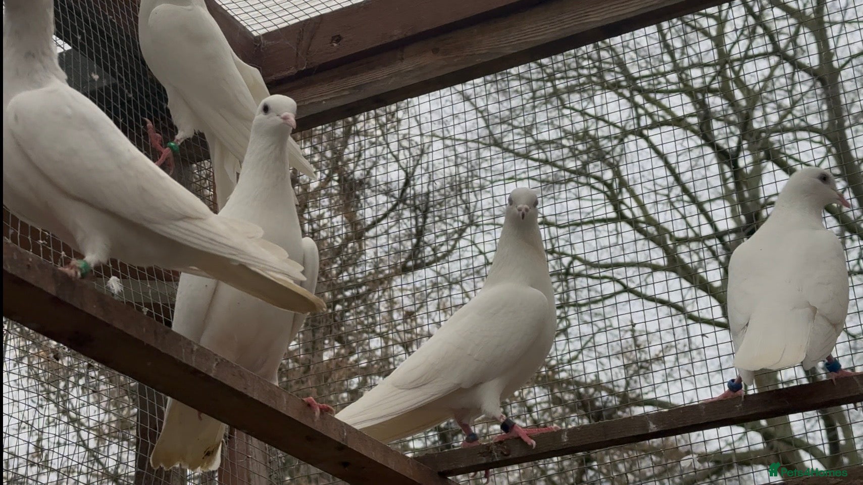 Pigeons birds Malvai , Patti walay pigeons for sale  - Advert 1