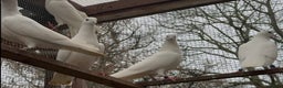 Pigeons birds for sale: Malvai , Patti walay pigeons for sale  - Advert 1