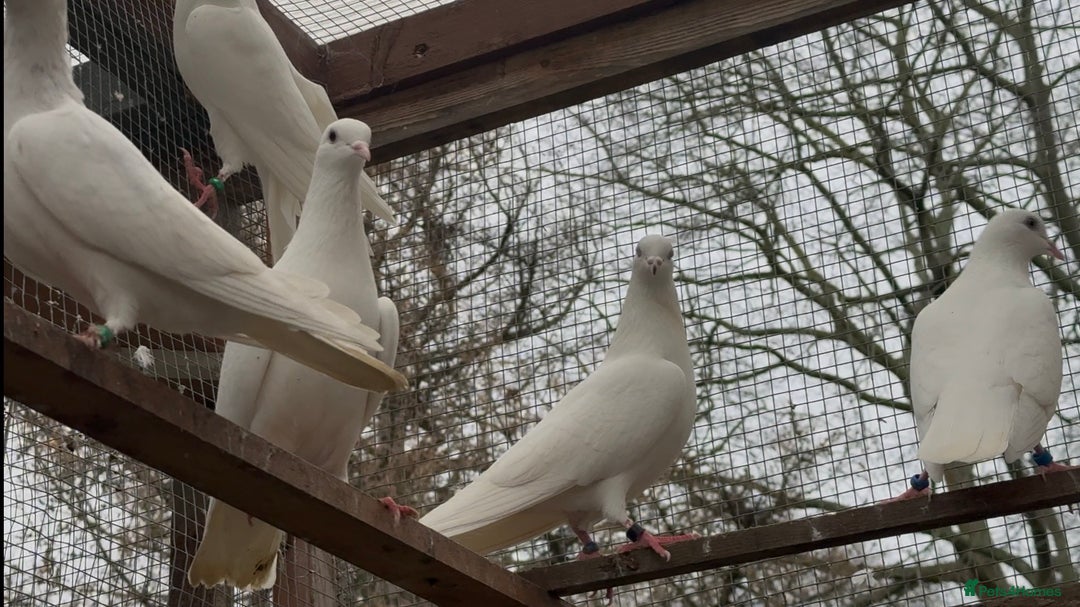 Pigeons birds for sale: Malvai , Patti walay pigeons for sale  - Advert 1