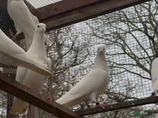 Pigeons birds Malvai , Patti walay pigeons for sale - Advert 1