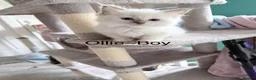 Ragdoll cats for sale: Ragdoll kittens rare lilac point mitted - Advert 11