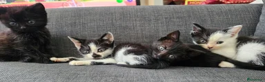 Mixed Breed 1