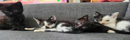 Mixed Breed cats for sale: Mother is shorthair father is mixed breed - Advert 19