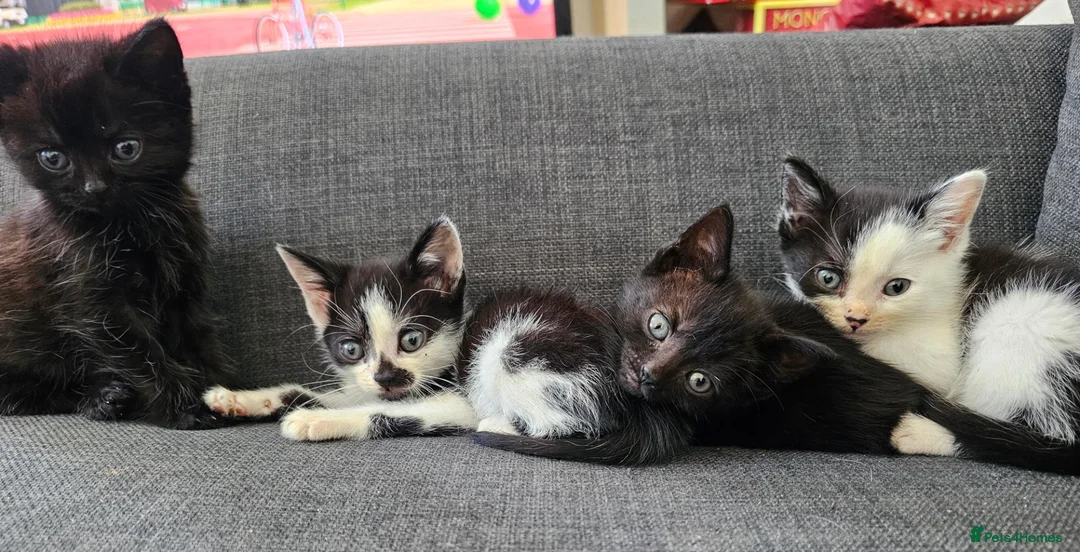 Mixed Breed cats for sale: Mother is shorthair father is mixed breed - Advert 19