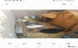 Chickens poultry for sale: JOB LOT COOP, 3 SILKIE HENS+ALL ACCESSORIES  in Colwyn Bay - Image 12