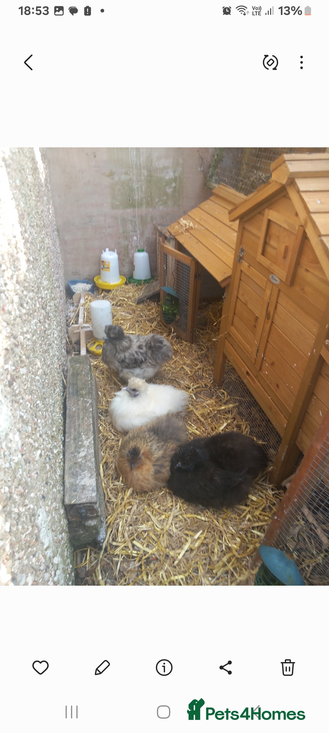 Chickens poultry for sale: JOB LOT COOP, 3 SILKIE HENS+ALL ACCESSORIES  in Colwyn Bay - Image 12