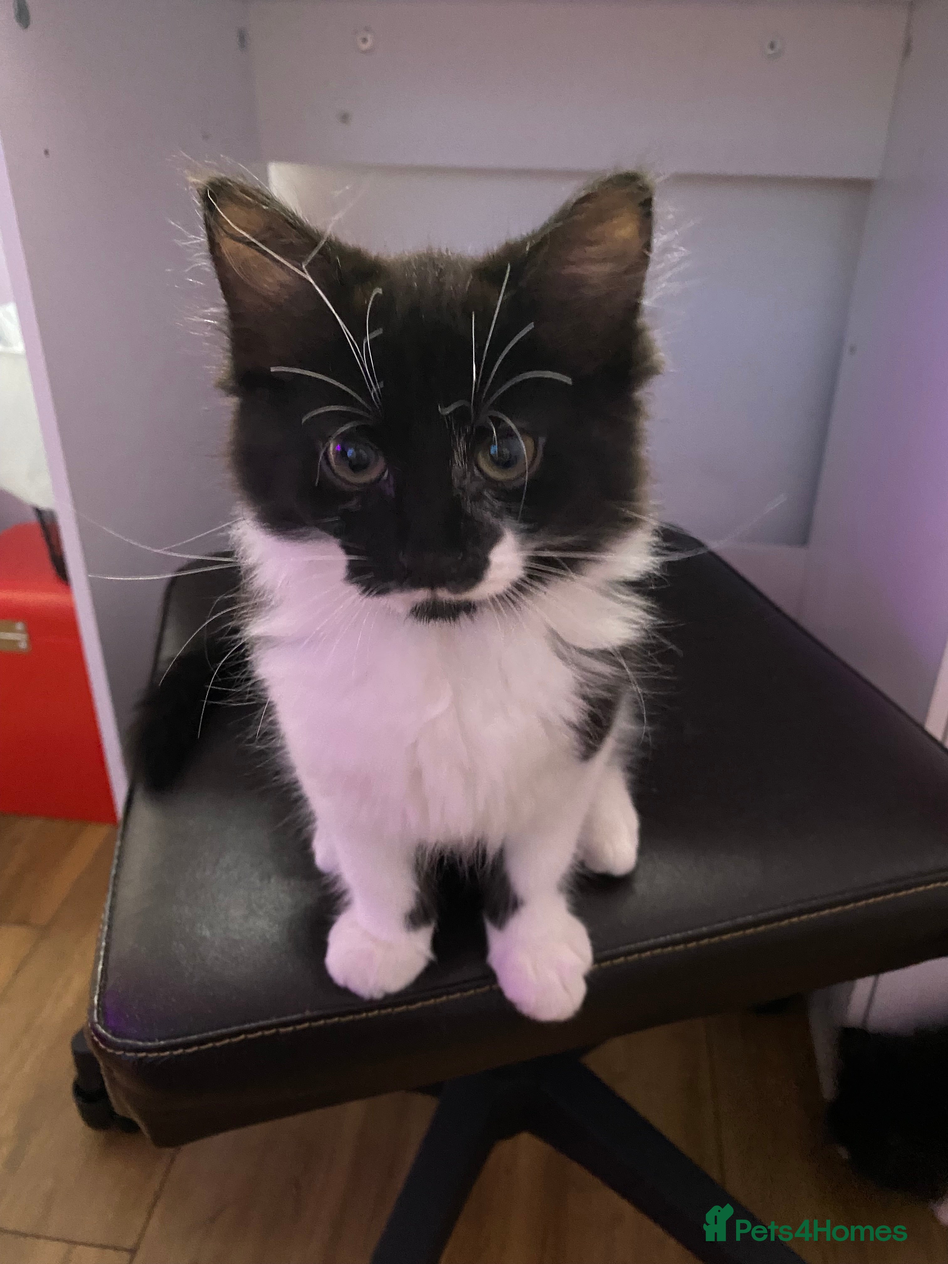 Mixed Breed cats for sale: Tuxedo kittens looking for their forever homes  - Advert 10