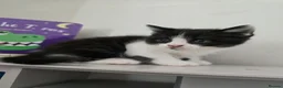 Mixed Breed cats for sale: Very soft, fluffy, sociable kittens - Advert 5