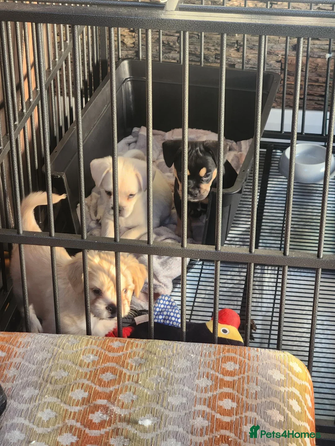 Mixed Breed dogs for sale: 2 x males pups  - Advert 7
