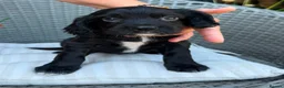 Sprocker dogs for sale: Sprocker spaniel  - Advert 7