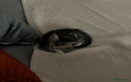 American Shorthair cats for sale: Kitten looking for a new home  - Image 2