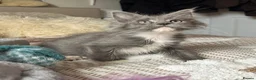 Maine Coon cats for sale: Beautiful polydactyl Maine coon kittens  - Advert 7