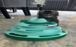 Mixed Breed cats for sale: Maine coon x ragdoll  - Image 17