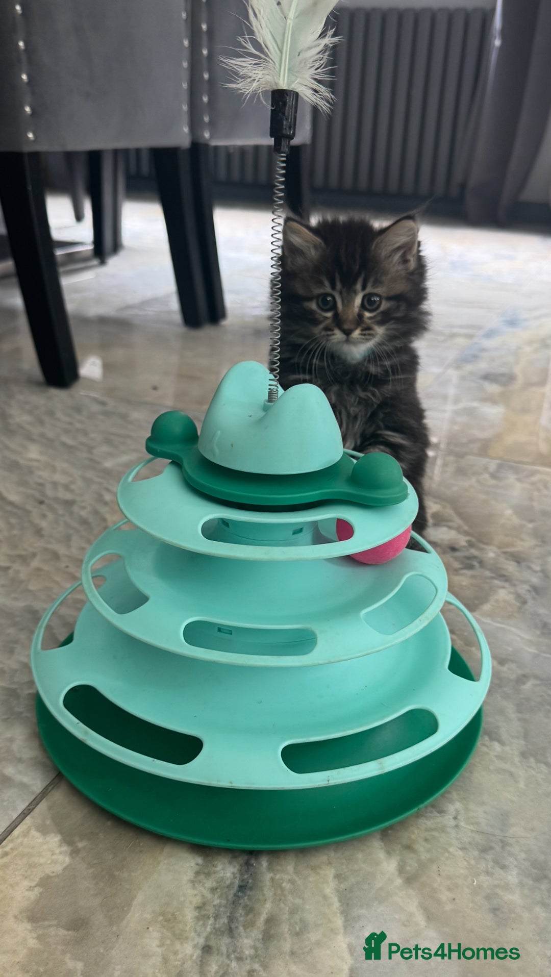 Mixed Breed cats for sale: Maine coon x ragdoll  - Image 17