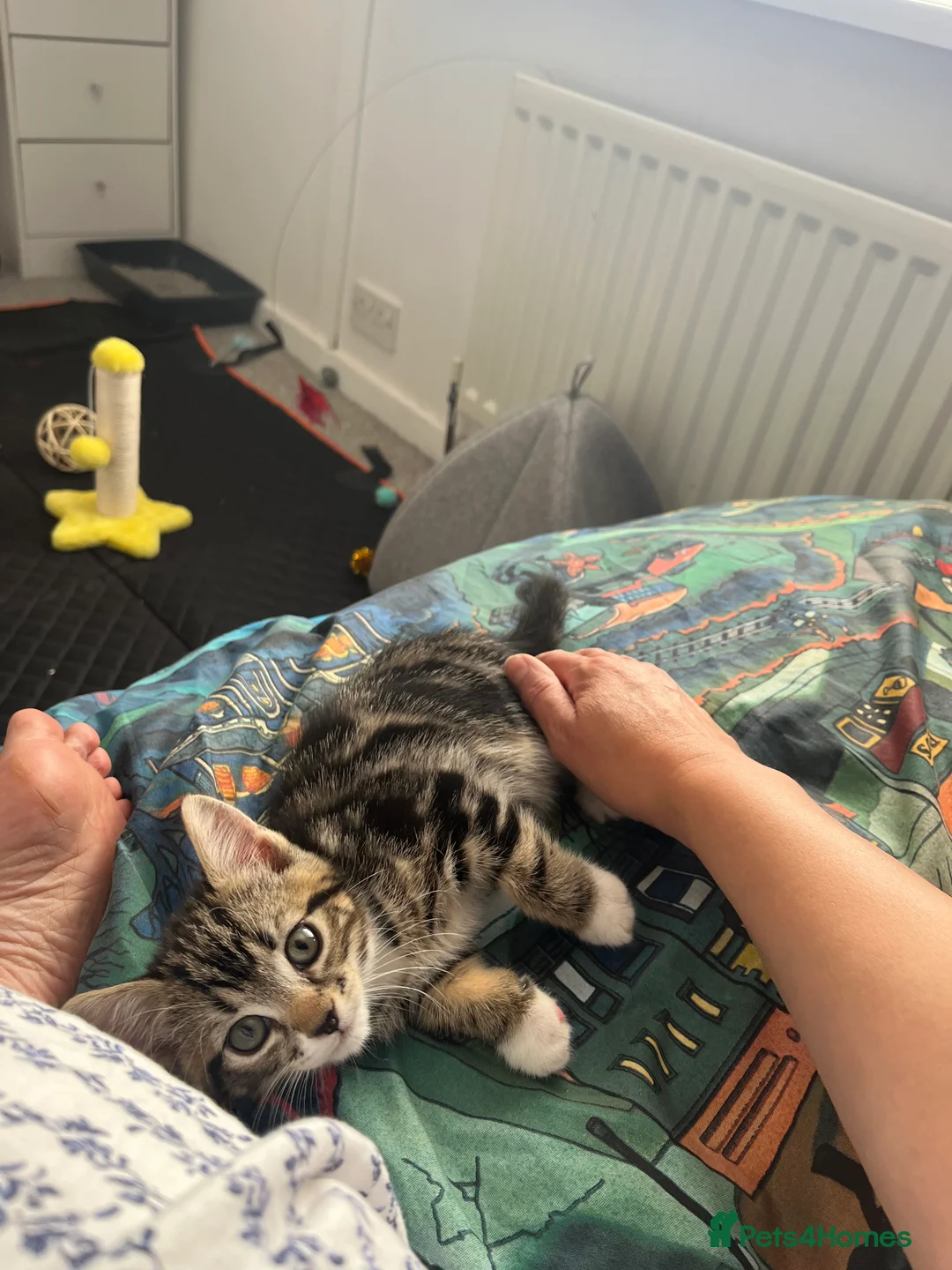 Mixed Breed cats for sale: Stunning kitten in Stockton-on-Tees - Advert 3