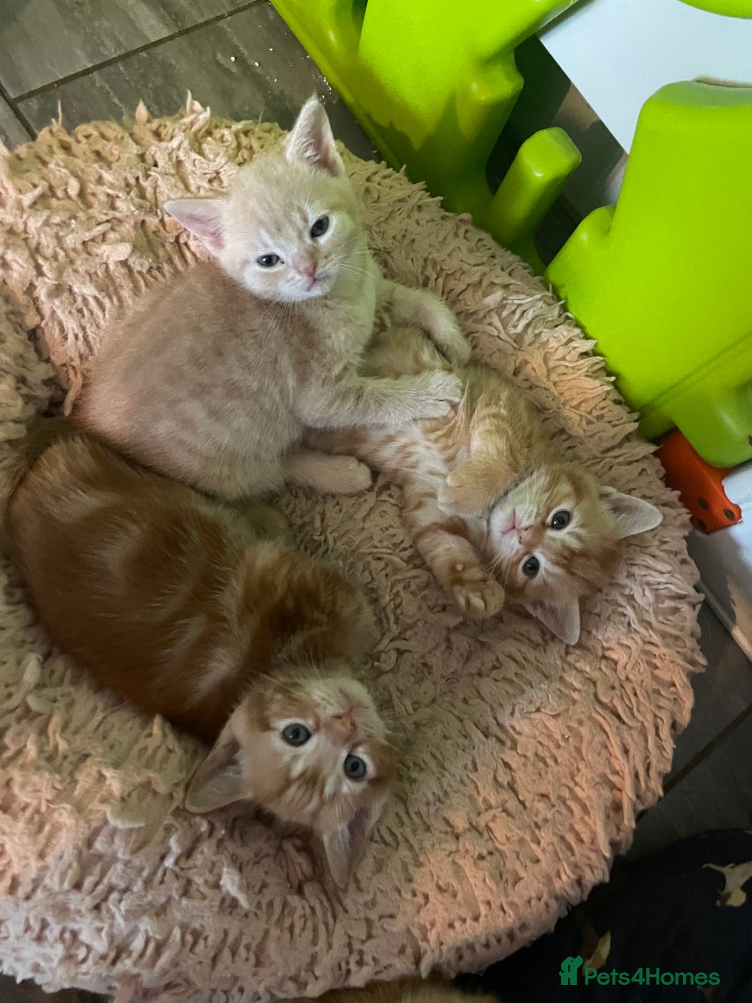 Mixed Breed cats for sale: Part Mainecoon Ginger Litter - Image 25