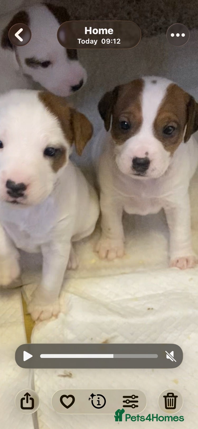 Jack Russell dogs beautiful jack Russell puppies  - Advert 5