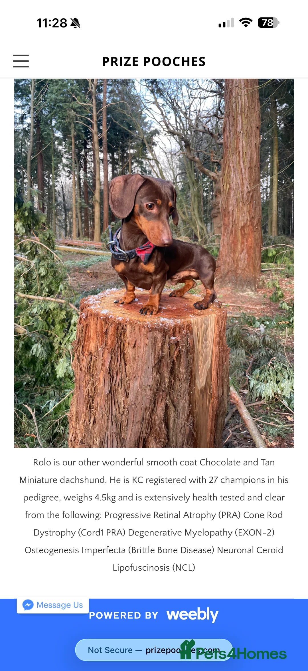 Miniature Dachshund dogs for sale: Mini daxi pups 🐶  ready from March 2026! in Maldon - Advert 7