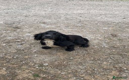 Cocker Spaniel dogs for sale: Cocker Spaniel Puppies  - Image 14