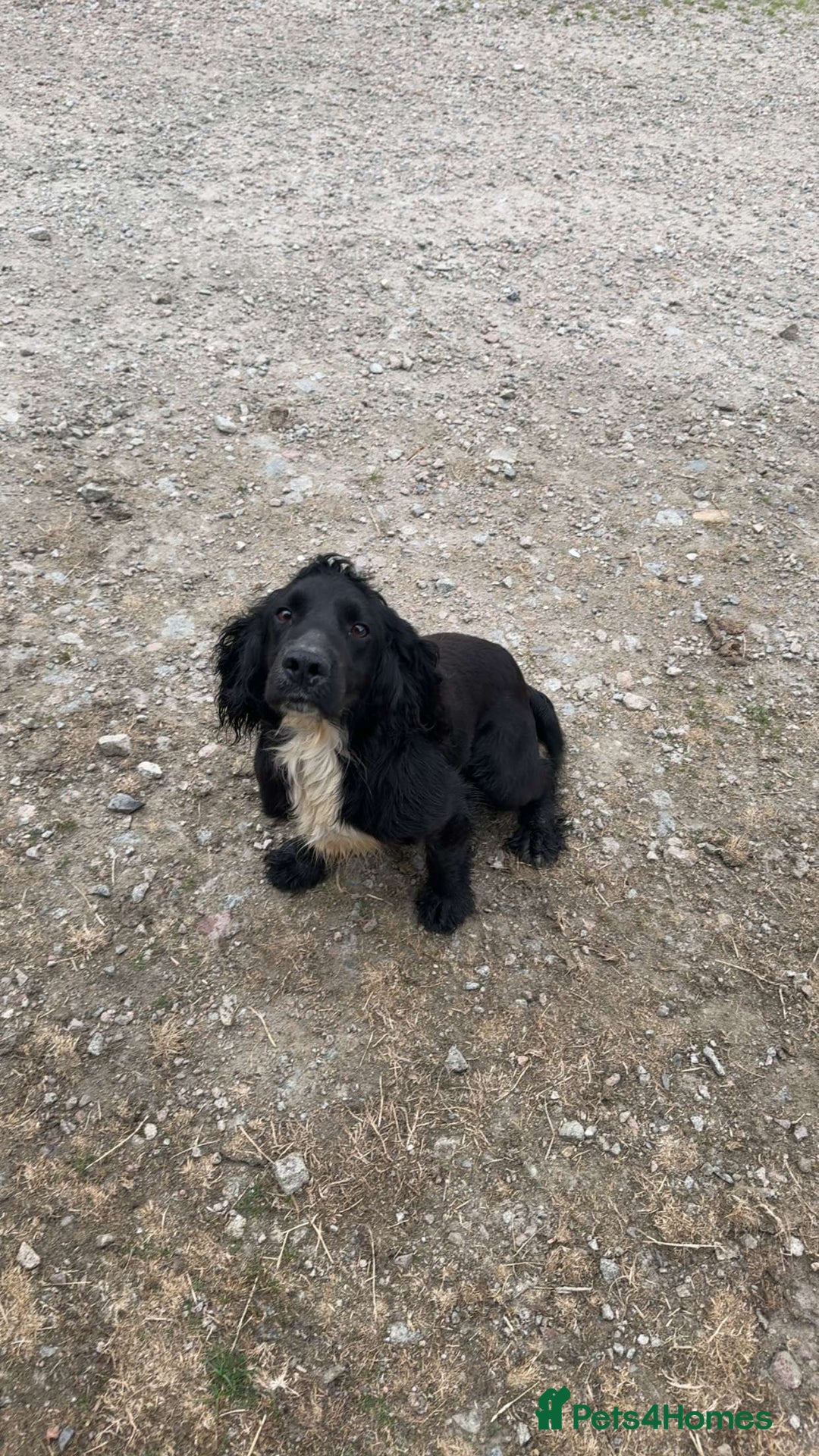 Cocker Spaniel dogs for sale: Cocker Spaniel Puppies  - Image 14