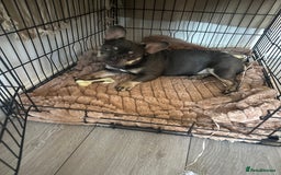 French Bulldog dogs for sale: Pixie  - Image 4
